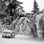 Ambra gatti persiani - Giardino innevato