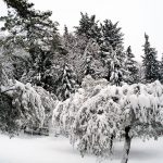 Ambra gatti persiani - Giardino innevato